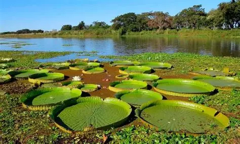 Humedales del Paraná: Guardianes del equilibrio natural