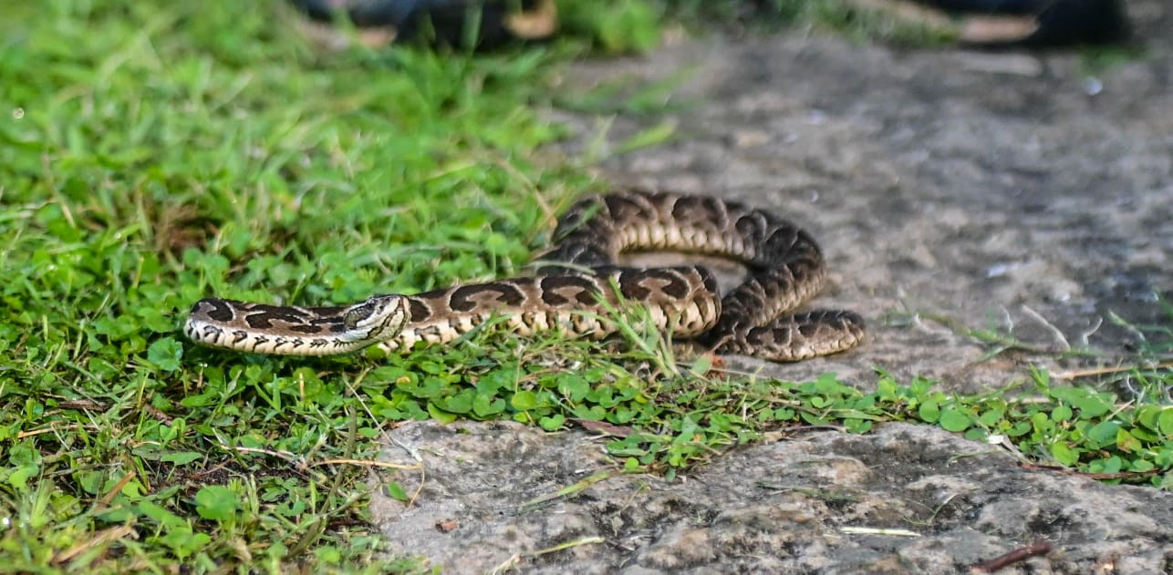 La yarará en la región del Paraná: cómo identificarla y qué hacer ante un encuentro