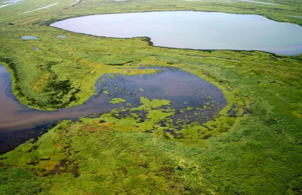 El pulso del río: por qué las crecientes son esenciales para los humedales?