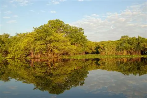 Árboles de los humedales del Paraná