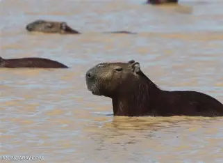 El regreso de los gigantes tranquilos: los carpinchos, símbolo vivo del Paraná