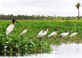 La fauna de los humedales del Paraná: un tesoro de biodiversidad