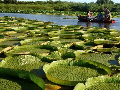 Turismo ecológico en las islas del Paraná: una experiencia que conecta con la naturaleza