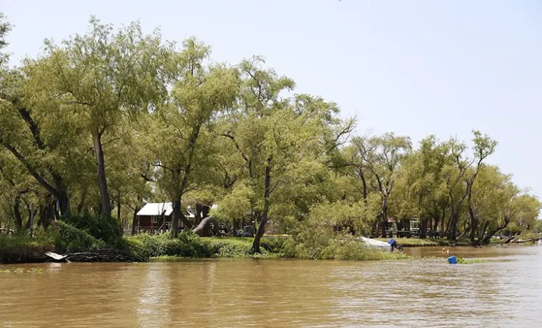 Los árboles emblemáticos de los humedales del río Paraná