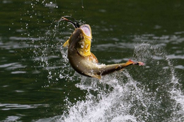 Corrientes, paraíso de la pesca deportiva en el litoral argentino