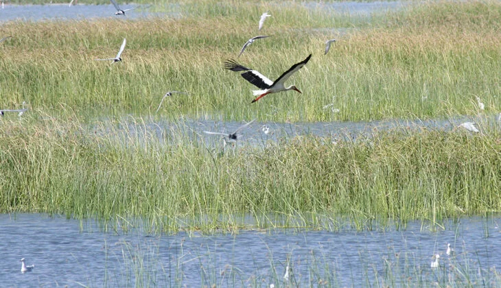 Aves del Humedal del Paraná: los dueños del cielo y las islas