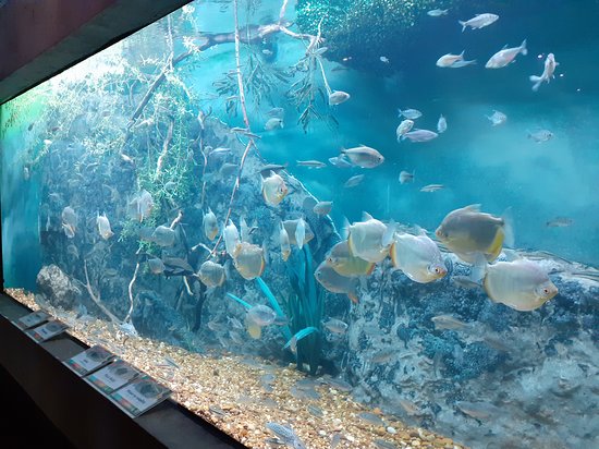 Acuario del río Paraná